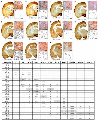 Hypothalamic Vasopressinergic Projections Innervate Central Amygdala GABAergic Neurons: Implications for Anxiety and Stress Coping